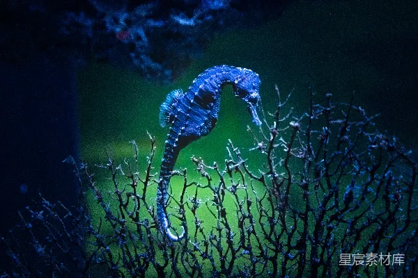 高清摄影 一条海马站在水中