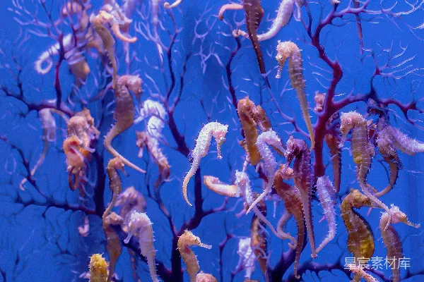 高清摄影 一群海马在水族馆里游泳
