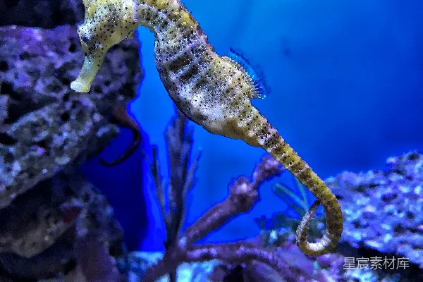 高清摄影 黄色 Seahorse 的特写摄影