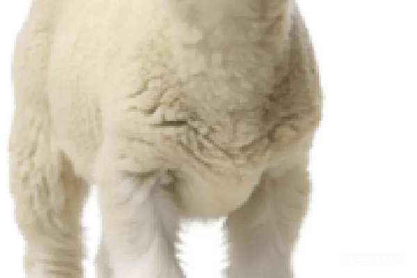 元素素材 羔羊