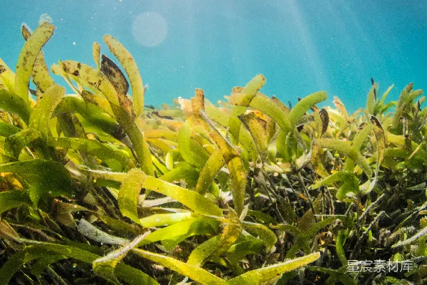 高清摄影 水下绿色和黄色的植物