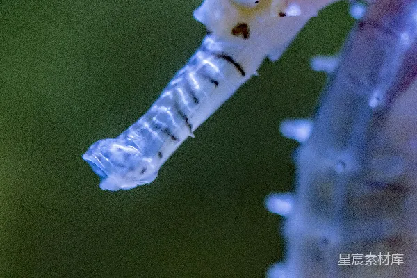 高清摄影 一只海马的特写镜头，背景模糊。