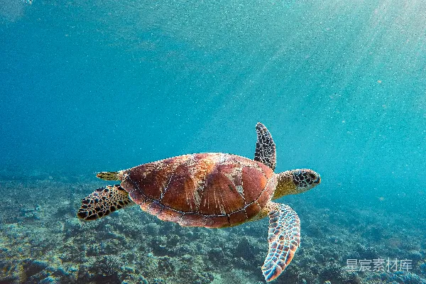 高清摄影 海龟在海洋中游泳