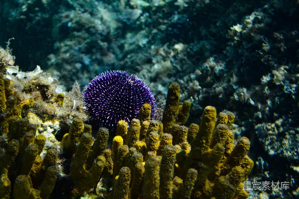 高清摄影 水下的海洋生物