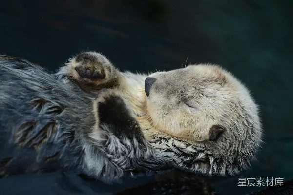 高清摄影 海獭静静地漂浮在水面背面。