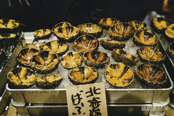 高清摄影 冰下的海胆