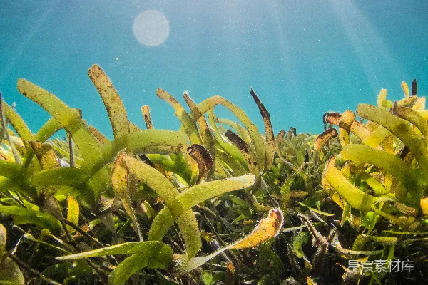 高清摄影 水下绿色和黄色的植物