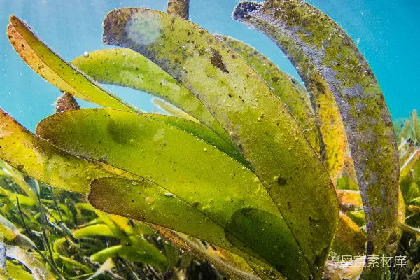 高清摄影 白天绿色和黄色的植物在蓝色的天空下