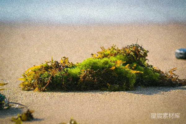 高清摄影 沙滩上一小片青苔绿藓