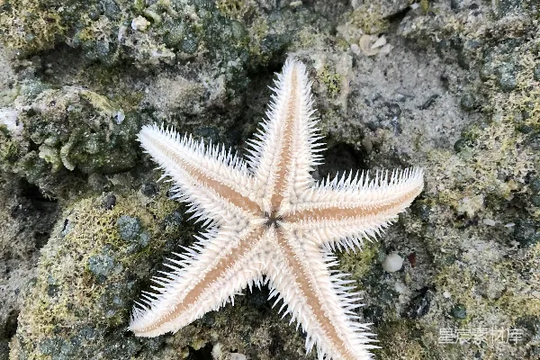 高清摄影 岩石上的海星