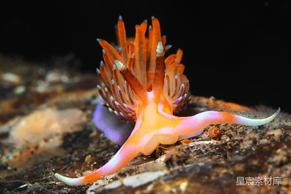 高清摄影 棕色和白色的海洋生物
