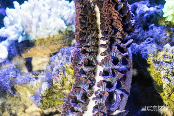 高清摄影 棕色和白色的植物生长在灰色的岩石上