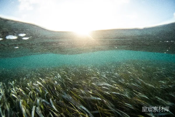 高清摄影 白天草地上有水体附近的绿色草地