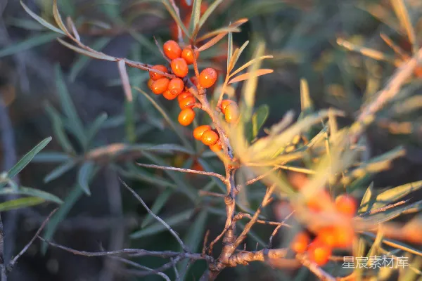 高清摄影 黄红花芽