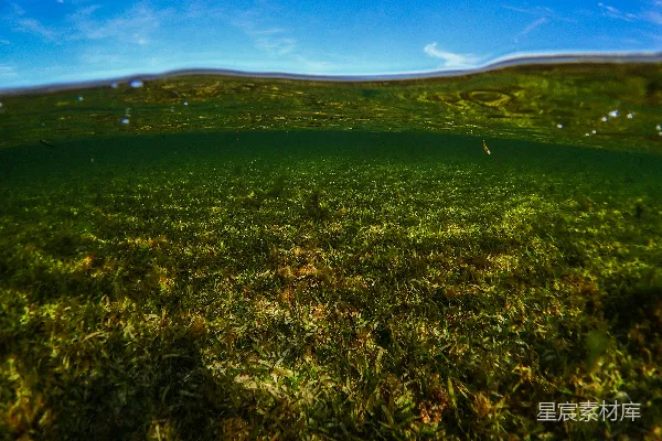高清摄影 白天绿色草地上的蓝天