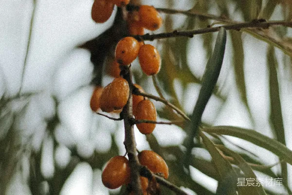 高清摄影 树上一束水果的特写