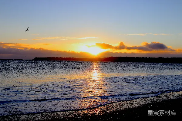 高清摄影 夕阳下一只鸟飞过水面