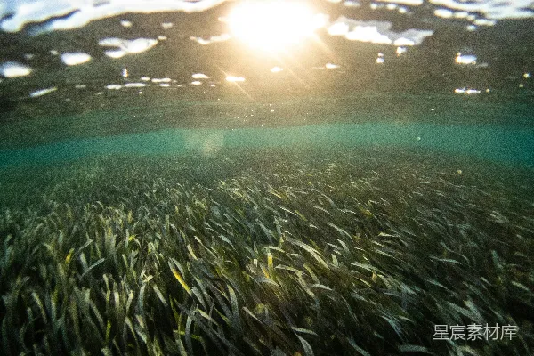 高清摄影 白天水面上的绿草