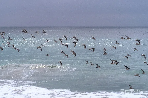 高清摄影 一群人在白天海浪上冲浪