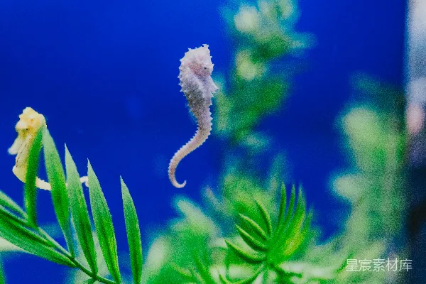 高清摄影 背景中有一匹海马的植物特写