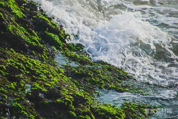 高清摄影 森林中的河流