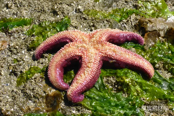 高清摄影 红海中的一个生物
