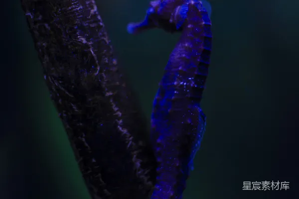 高清摄影 绿色茎上的紫色和绿色的毛虫