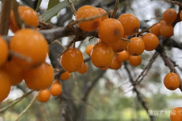 高清摄影 橙色果实的树