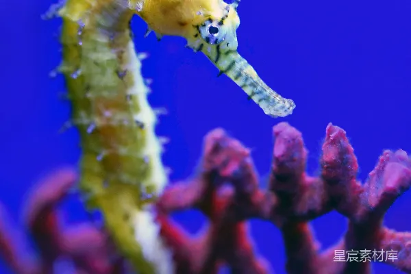 高清摄影 黄色的海岸