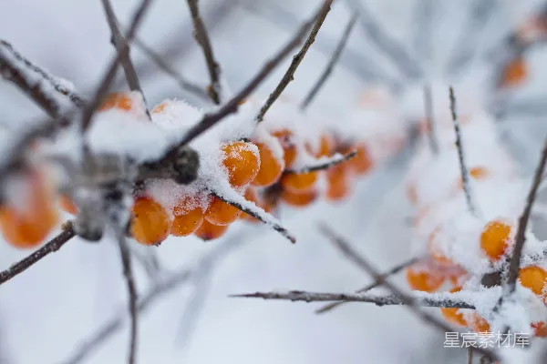 高清摄影 一束覆盖着白雪的浆果