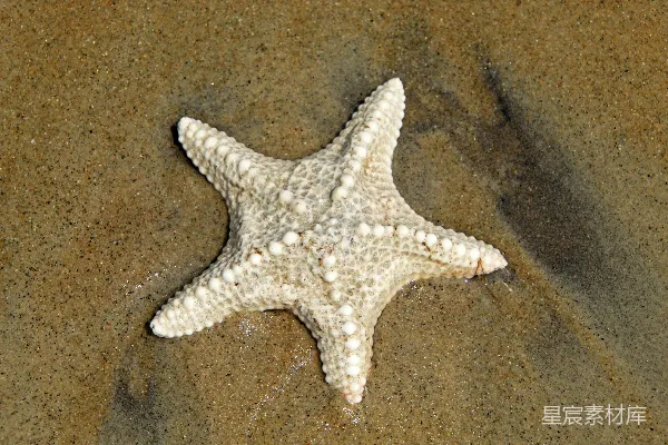 高清摄影 一片白色的海星躺在沙滩上