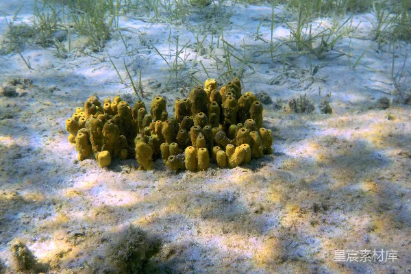 高清摄影 绿色仙人掌植株置于白色沙上