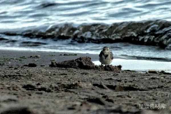 高清摄影 海边白天的鸟儿
