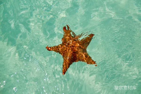 高清摄影 水体中的棕色海星