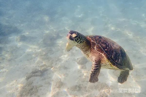 高清摄影 浅水里游动的海龟