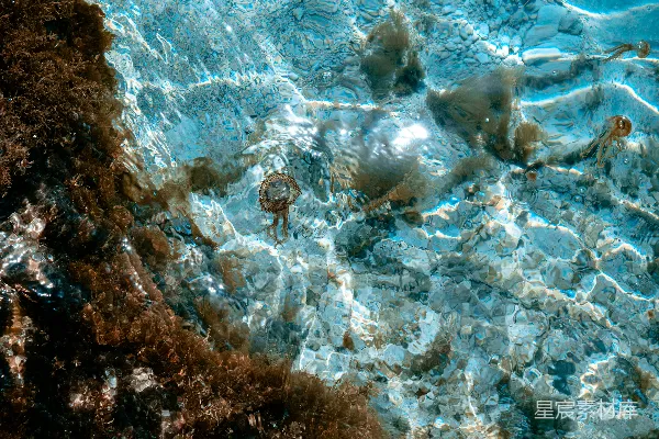 高清摄影 一群海动物在水中游动