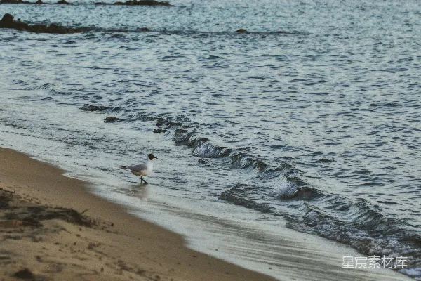 高清摄影 海滩上的鸟类在白天