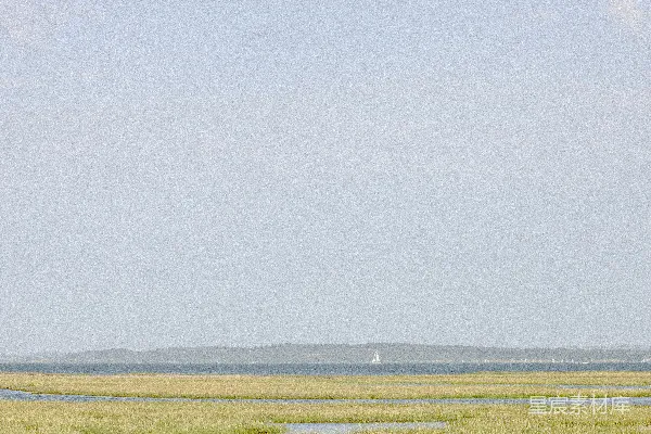高清摄影 几只长颈鹿站在一片绿油油的田野上。