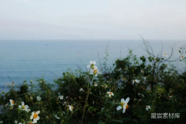 高清摄影 花儿在背景中绽放着，伴随着海洋的美景。