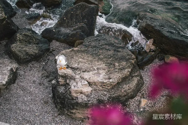 高清摄影 白天白鸭在岩石海岸上