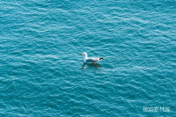 高清摄影 一只海鸥漂浮在水面中间