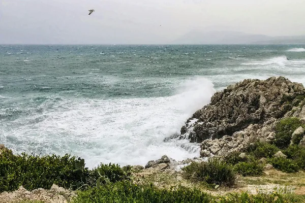 高清摄影 一只鸟在云层覆盖的日子里飞越海洋
