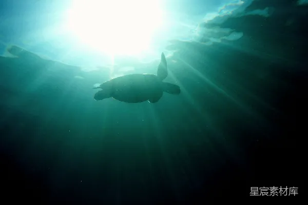 高清摄影 水下摄影中的海龟