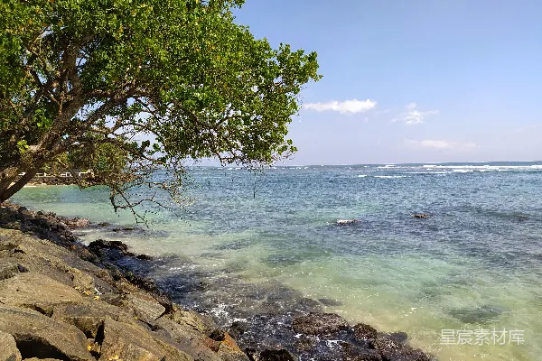 高清摄影 海边一树独立