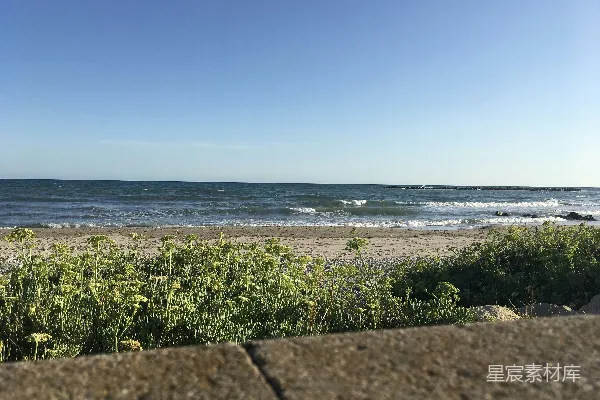 高清摄影 白天海边近处的绿草