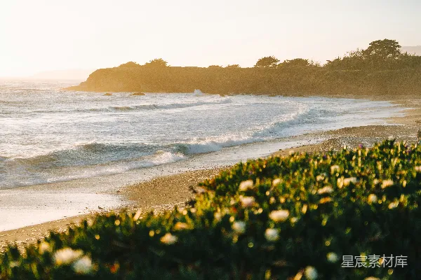 高清摄影 前景中一片花海的海滩