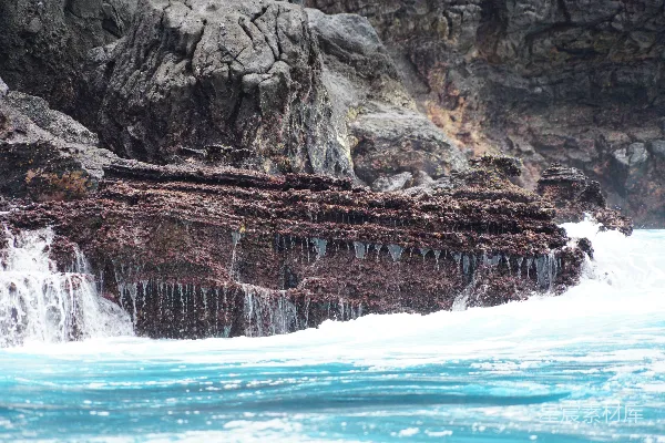 高清摄影 岩石上长有海藻的景象