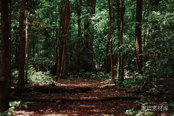 高清摄影 森林风景摄影