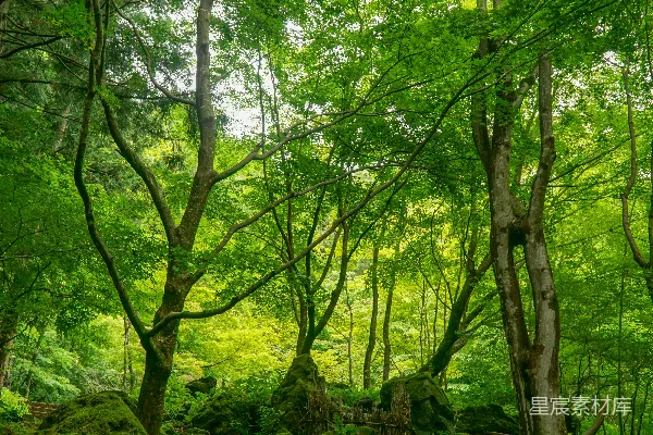 高清摄影 棕色土壤上的绿树