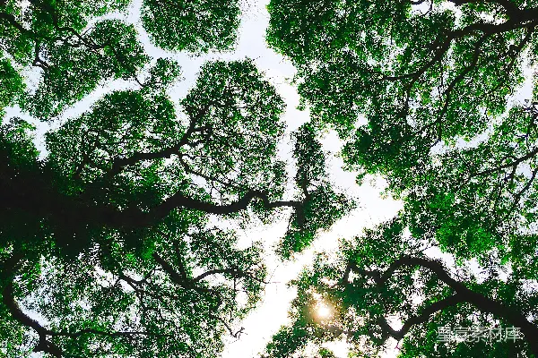 高清摄影 低角度拍摄的绿树